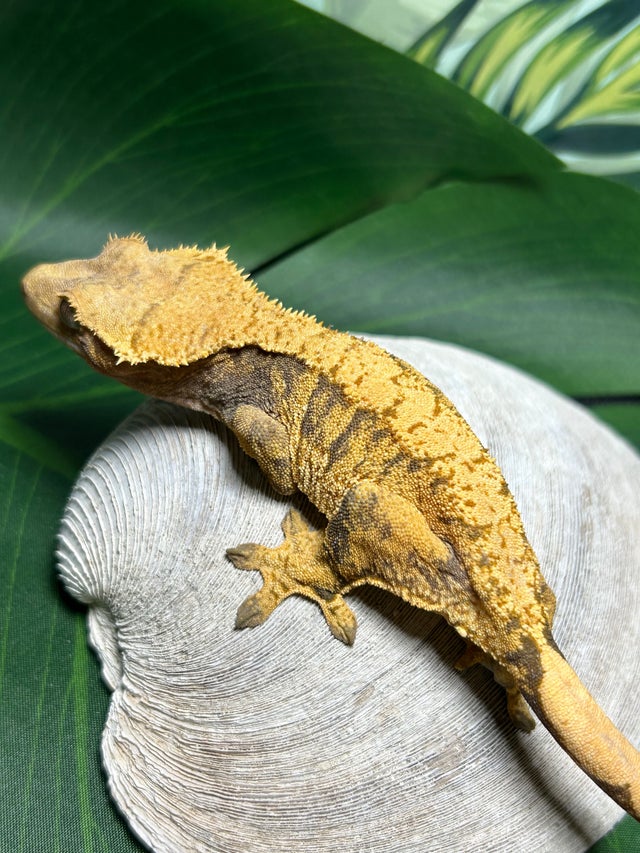 Available Geckos | Crestie Worx and Carnivorous Plants