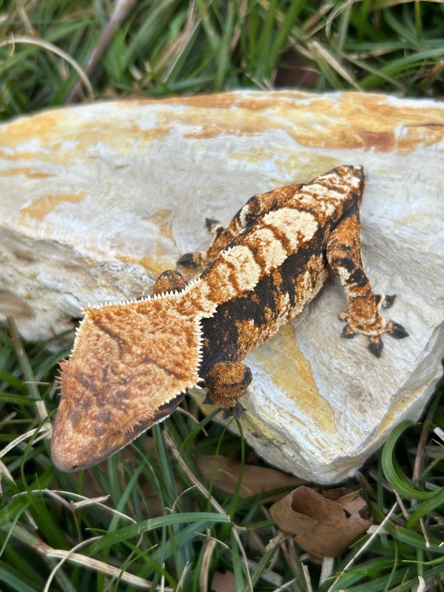 Available Geckos | Crestie Worx and Carnivorous Plants